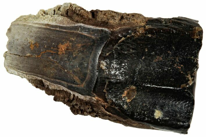 Fossil Dinosaur (Triceratops) Shed Tooth - Montana #319783